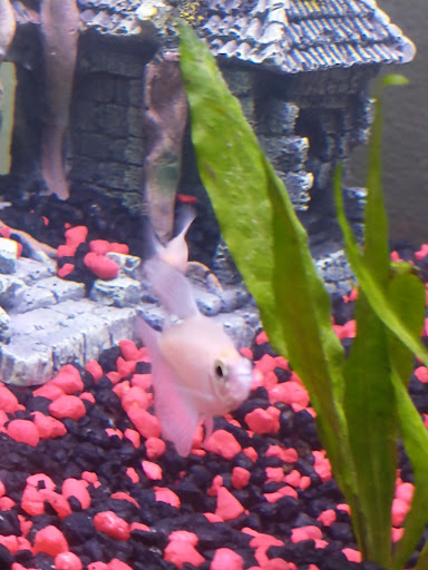 Pet Supply Store «Petco Animal Supplies», reviews and photos, 993 Branson Hills Pkwy, Branson, MO 65616, USA