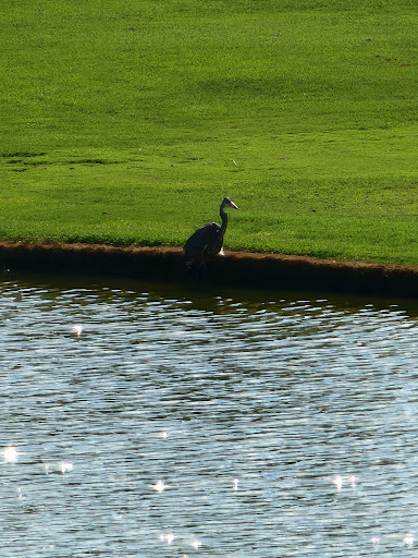 Golf Course «Westbrook Village Golf Club Lakes Course», reviews and photos, 19260 N Westbrook Pkwy, Peoria, AZ 85382, USA