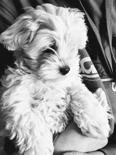 Tierarztpraxis Dr. Philipp Schürmann unter Kitzingen, 