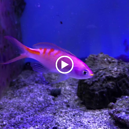 Tropical Fish Store «Ocean Gallery», reviews and photos, 980 US-22, North Plainfield, NJ 07060, USA