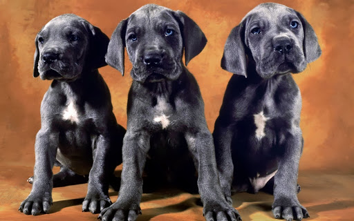 1121 W Bridge St, Phoenixville, PA 19460, USA