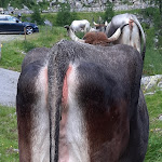 Photo n°13 de l'avis de Klaus.a fait le 20/06/2022 à 14:09 sur le  Kuppelwieser Alm à Ulten