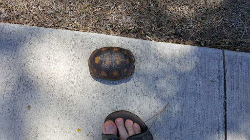 Nature Preserve «Koreshan Preserve», reviews and photos, 3891 Broadway W, Estero, FL 33928, USA