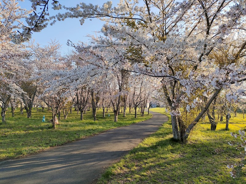 豊平川桜の杜