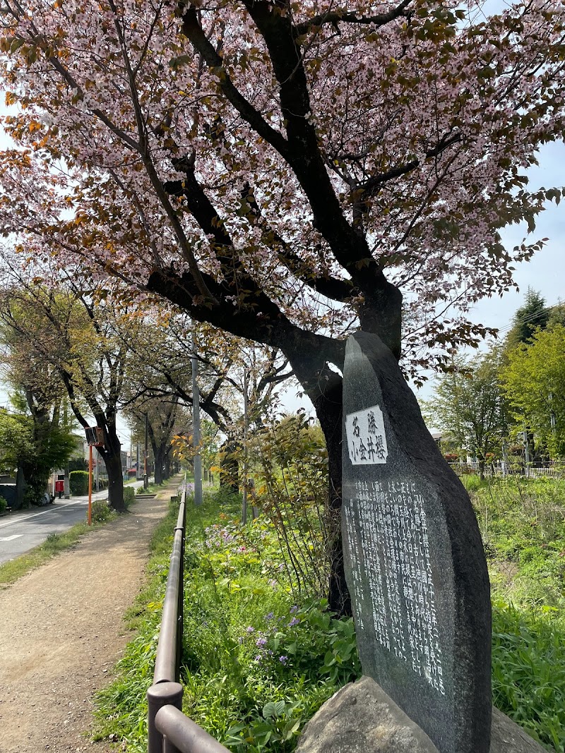 名勝小金井桜碑
