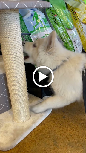 Pet Store «Choice Pet Market», reviews and photos, 15681 N Hayden Rd #114, Scottsdale, AZ 85260, USA