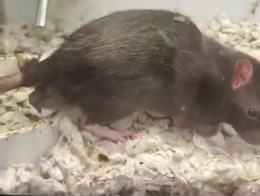 Pet Supply Store «Petco Animal Supplies», reviews and photos, 3194 FM407, Highland Village, TX 75077, USA