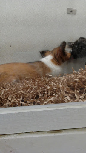 Pet Store «Puppy City», reviews and photos, 3343 Valley Pike, Winchester, VA 22602, USA