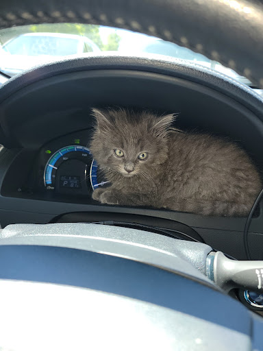 Pet Supply Store «Unleashed by Petco», reviews and photos, 1155 Lincoln Ave, San Jose, CA 95125, USA