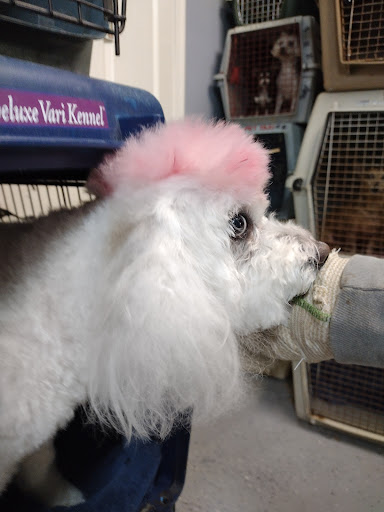 Pet Supply Store «The Dog House», reviews and photos, 4237 S Alameda St, Corpus Christi, TX 78412, USA