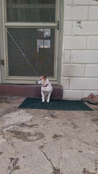 Cool Canines Pet Care Services - Photo 4 - Car repair in , Richmond