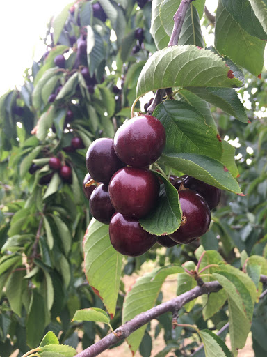 Vaughan's Cherry Farm