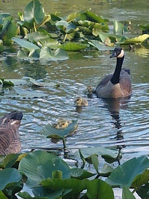 Boyer Nature Preserve - photo 35