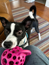 Whole Dog Institute - Photo 5 - Car repair in Durham, NC, Durham