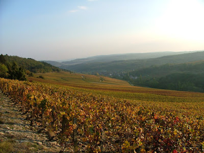 Domaine Bertillon Père et Fils à Nantoux