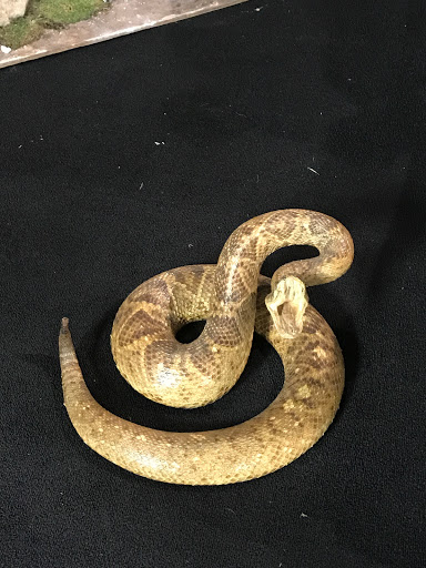 Tattoo Shop «The Rue Morgue Tattoo Gallery», reviews and photos, 198 W Jefferson St, Franklin, IN 46131, USA