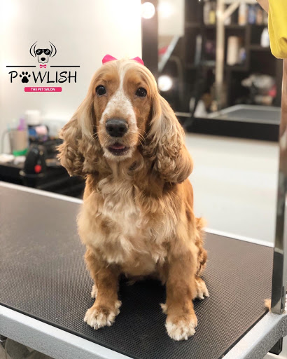 PAWLISH - The Pet Salon
