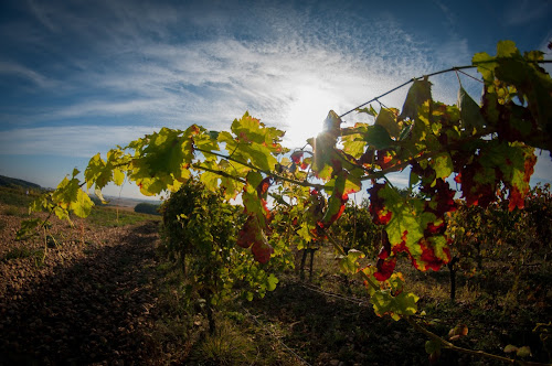 Domaine la Tucayne à Bouillac