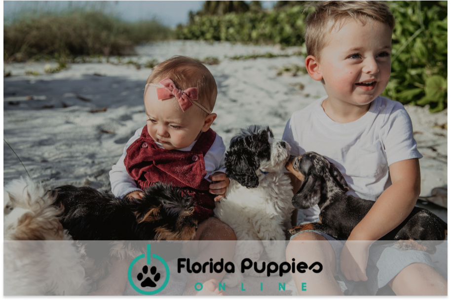 Florida Puppies Online