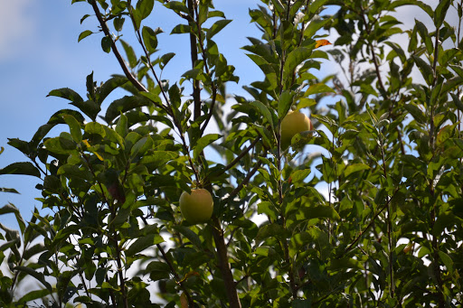 Orchard «Tuttle Orchards», reviews and photos, 5717 N 300 W, Greenfield, IN 46140, USA