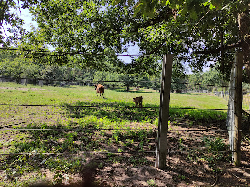 Wildgehege Rheinauer Wald