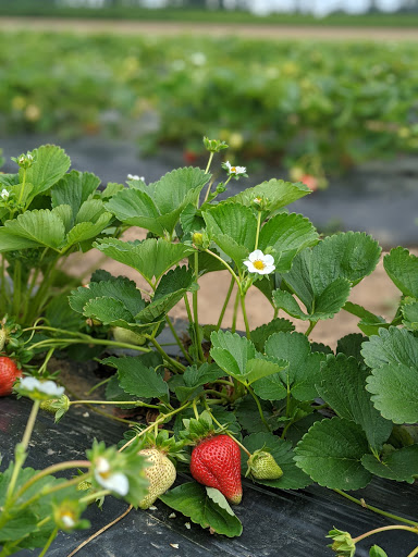 Produce Market «Boones Ferry Berry Farms», reviews and photos, 19602 NE Boones Ferry Rd, Hubbard, OR 97032, USA
