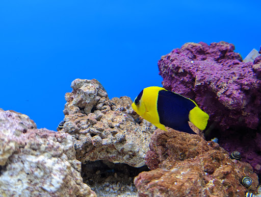 Pet Supply Store «Petco Animal Supplies», reviews and photos, 22 Peninsula Center, Rolling Hills Estates, CA 90274, USA