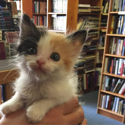 Book Store «The Book Garden», reviews and photos, 2 N Main St, Bountiful, UT 84010, USA