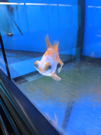 Pet Store «Pet Junction», reviews and photos, 146 NH-108, Dover, NH 03820, USA