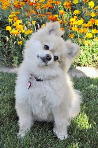 Pet Supply Store «Petco», reviews and photos, 3735 E Castro Valley Blvd, Castro Valley, CA 94552, USA