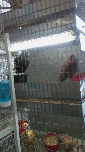 Pet Supply Store «El Granero Feed & Pet Supplies», reviews and photos, 2228 Church Ln, San Pablo, CA 94806, USA