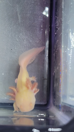 Pet Store «Fish Aquariums & Stuff», reviews and photos, 6112 W Fairview Ave, Boise, ID 83704, USA