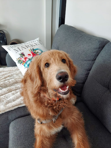 Pet Supply Store «Petco Animal Supplies», reviews and photos, 777 Stillwater Ave, Bangor, ME 04401, USA