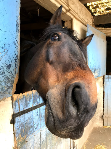 Centre Equestre de Blaru à Blaru