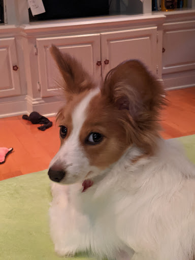 Pet Store «All Pets Club», reviews and photos, 1167 N Colony Rd, Wallingford, CT 06492, USA