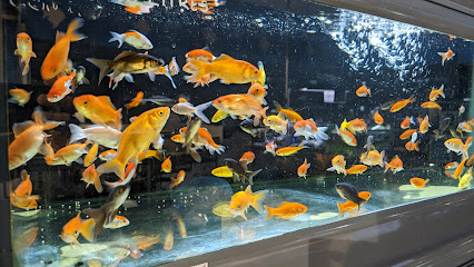 Goldfish store