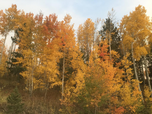 Insurance Agency «American Family Insurance - Timothy J Rosendahl Insurance Agenc», reviews and photos