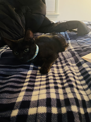 Pet Store «Pets Plus - Lansdale», reviews and photos, 555 S Broad St, Lansdale, PA 19446, USA