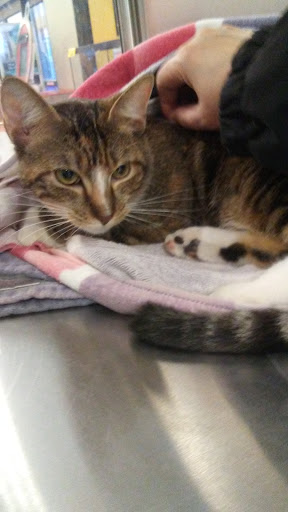 Pet Supply Store «PetSmart», reviews and photos, 1157 E North Ave, Belton, MO 64012, USA