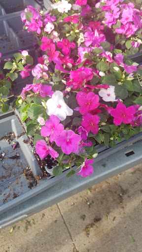 Home Improvement Store «The Home Depot», reviews and photos, 37 Ellisville Towne Centre Dr, Ellisville, MO 63011, USA