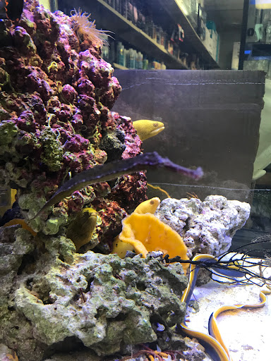 Pet Store «Pet World», reviews and photos, 891 Harriman Pl, San Bernardino, CA 92408, USA