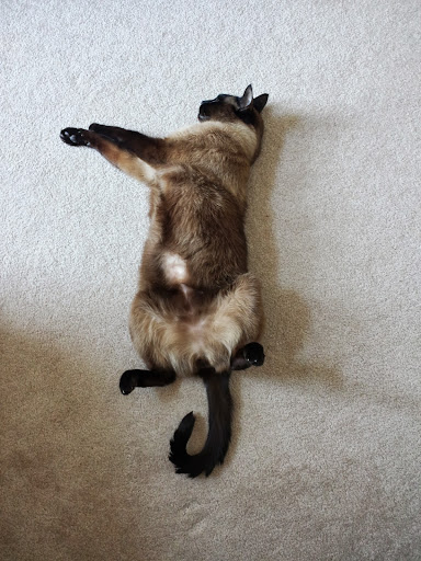 Pet Supply Store «Mud Bay», reviews and photos, 12186 SW Scholls Ferry Rd, Tigard, OR 97223, USA