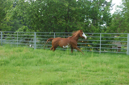 Shootingstar Boston Terriers and Horse Boarding