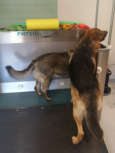 Hydro-Fysio voor honden Chelsea Cauwenbergh - Fysiotherapeut