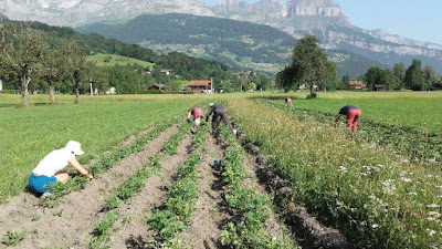 Une ferme pour tous - La ferme associative du Pays du Mont Blanc à Domancy