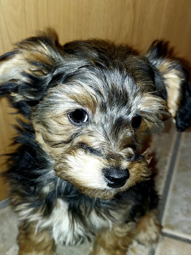 Pet Store «Pet City Pet Shops», reviews and photos, 750 Citadel Dr N # 2092, Colorado Springs, CO 80909, USA