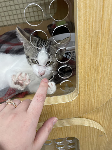 Pet Supply Store «Petco Animal Supplies», reviews and photos, 2807 Wilma Rudolph Blvd, Clarksville, TN 37040, USA