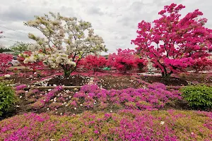 Ozu Azalea Garden image