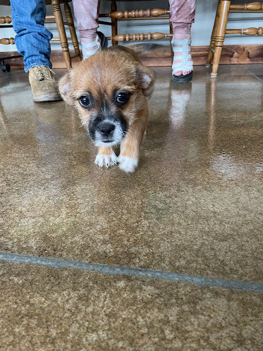 Veterinary Services of Oregon image