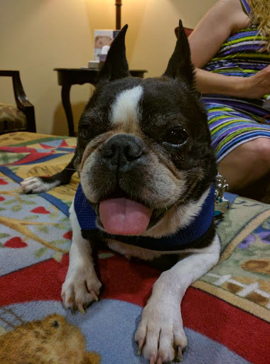 Monte Vista Small Animal Hospital image